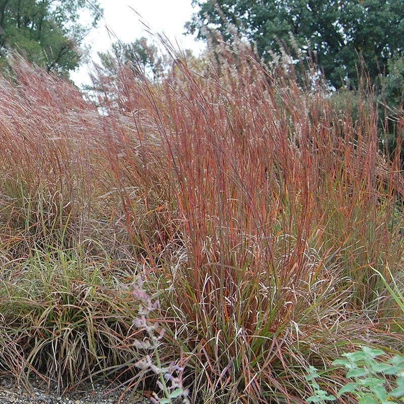 Little Bluestem Grass Seeds - Image 6