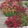 Dragon's Blood Sedum