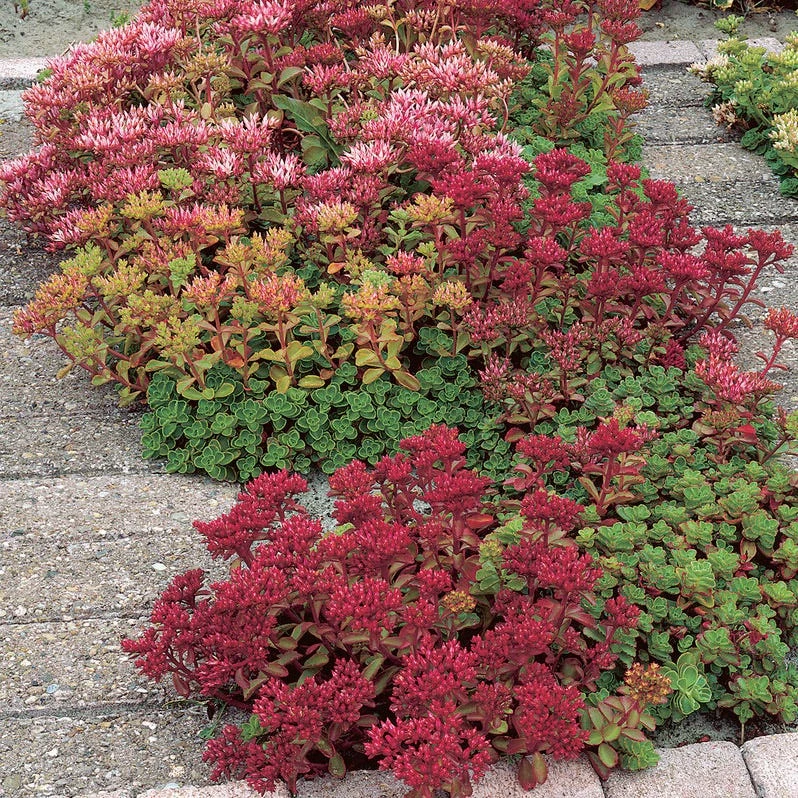 Dragon's Blood Sedum - Image 3