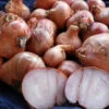 French Round Shallot