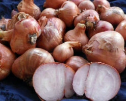 French Round Shallot