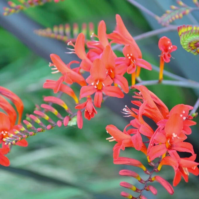 Sharona Crocosmia - Image 4