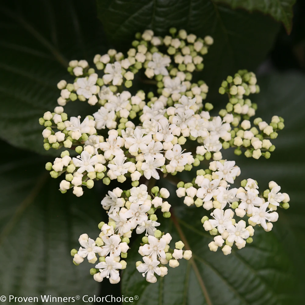 Shiny Dancerâ„¢ Viburnum - 4" Pot - Proven Winners