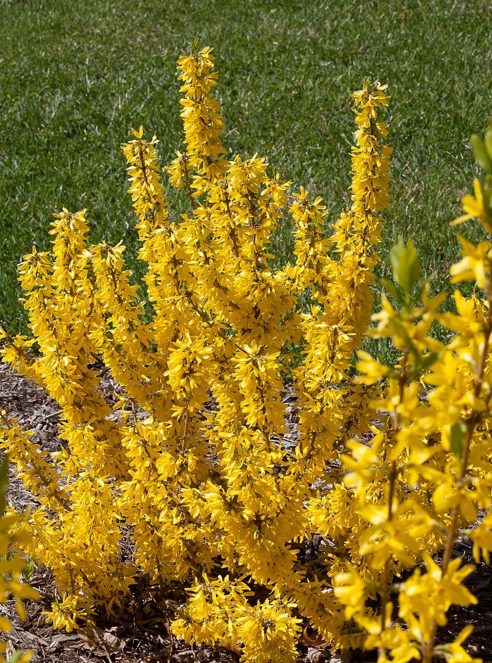 Show Off Starlet® Forsythia - Compact - Hardy - Proven Winners - 4" Pot