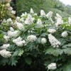 Snow Queen Oakleaf Hydrangea - 4" Pot - White Blooms