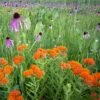 Southeast Pollinator Wildflower Seed Mix