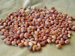 Iron And Clay Southern Pea (Cowpea)