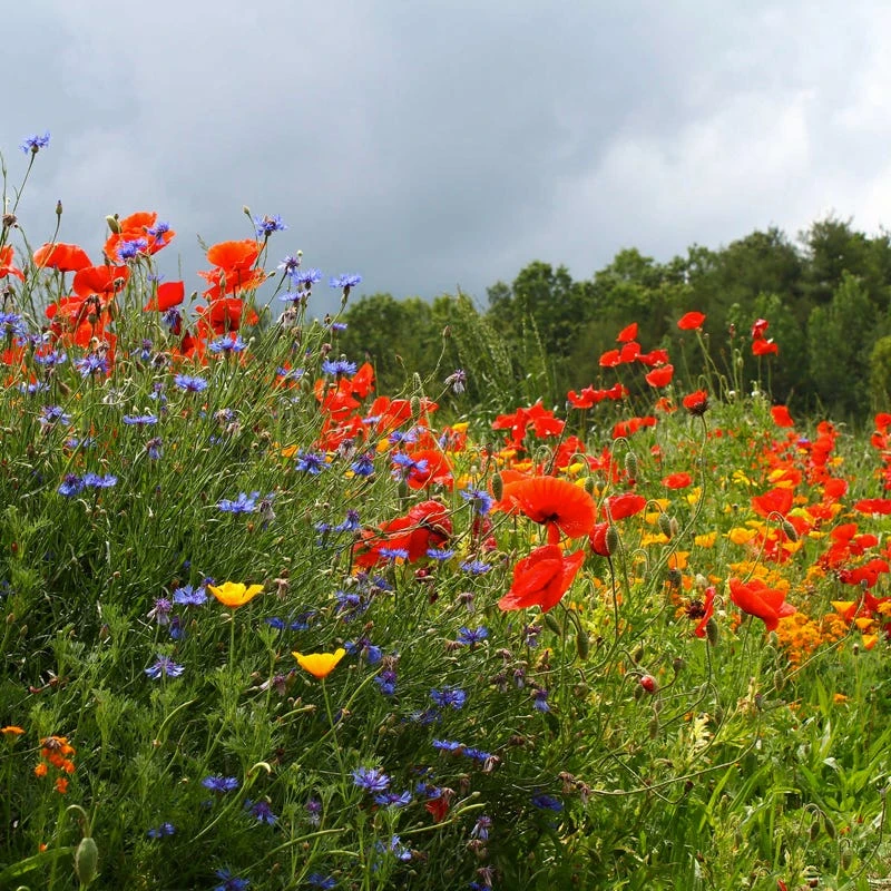 Southwest Pollinator Wildflower Seed Mix - Image 8