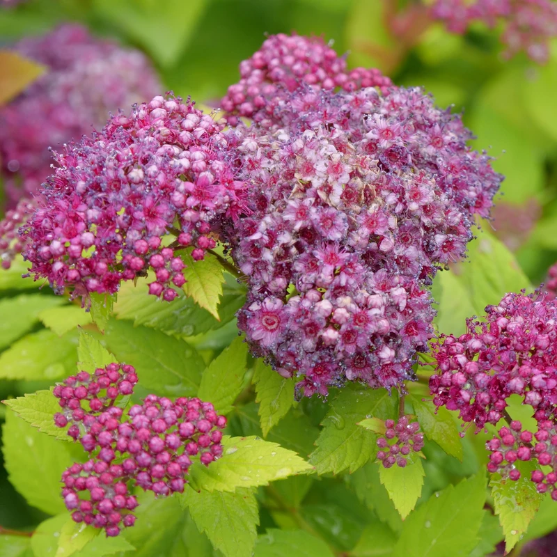 DOUBLE PLAY® DOLLY™ - Spiraea Japonica - Proven Winners - 4" Pot