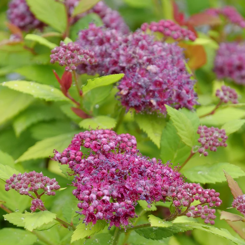 DOUBLE PLAY® DOLLY™ - Spiraea Japonica - Proven Winners - 4" Pot - Image 2