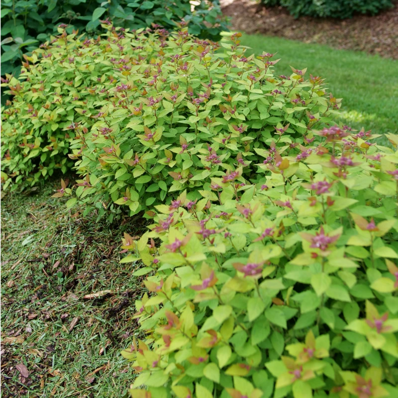 DOUBLE PLAY® DOLLY™ - Spiraea Japonica - Proven Winners - 4" Pot - Image 4
