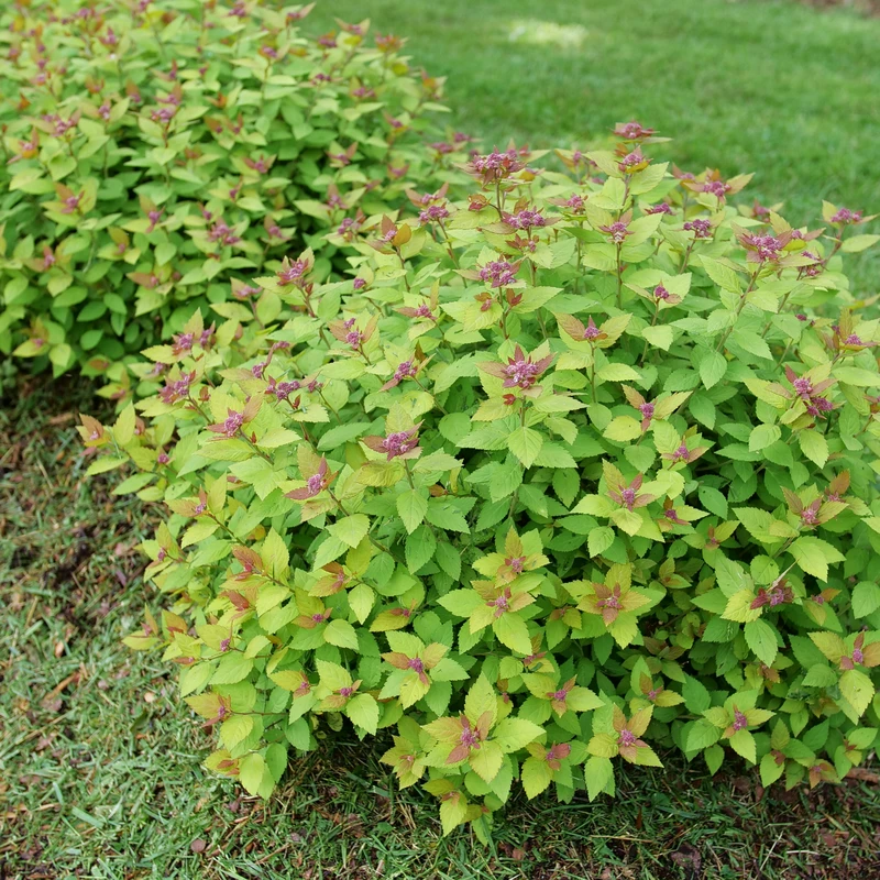 DOUBLE PLAY® DOLLY™ - Spiraea Japonica - Proven Winners - 4" Pot - Image 3