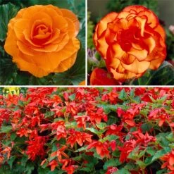 Shade Porch Hummingbird Begonia Collection