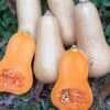Burpee's Butterbush Winter Squash