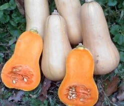 Burpee's Butterbush Winter Squash