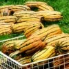 Delicata, Candystick Dessert Winter Squash