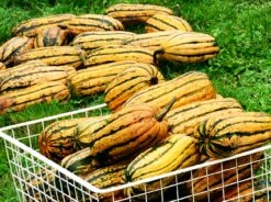 Delicata, Candystick Dessert Winter Squash