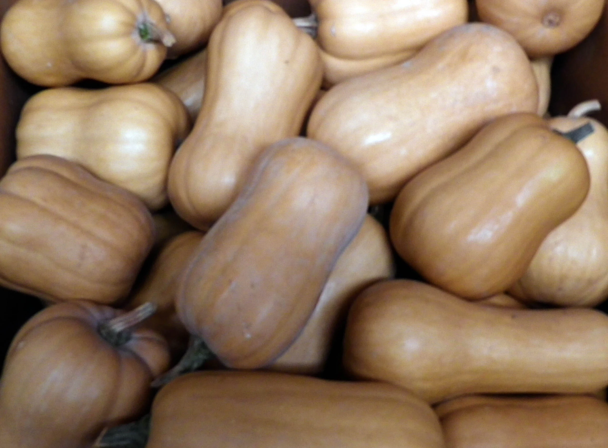 South Anna Butternut Winter Squash