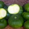 Zapallo Del Tronco Summer Squash