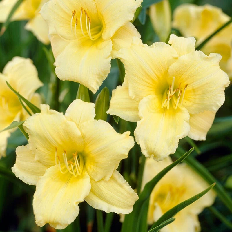 Stella Supreme Reblooming Daylily - Image 3
