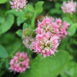 Strawberry Clover Seeds