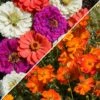 Sulphur Cosmos & Zinnia - Under The Sea Seed Combo