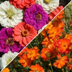 Sulphur Cosmos & Zinnia - Under The Sea Seed Combo