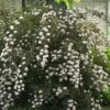 Summer Wine® Ninebark Shrub - NEW - Showy Flower - Hardy - Proven Winners