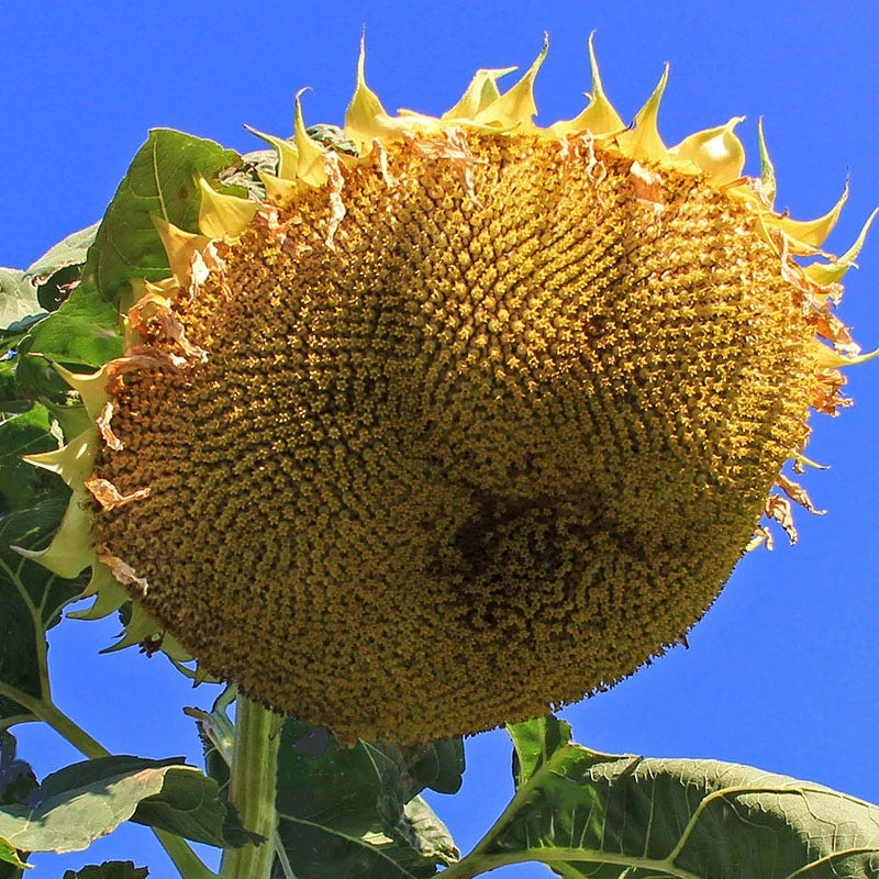 Sunflower Seeds Mongolian Giant - Image 3