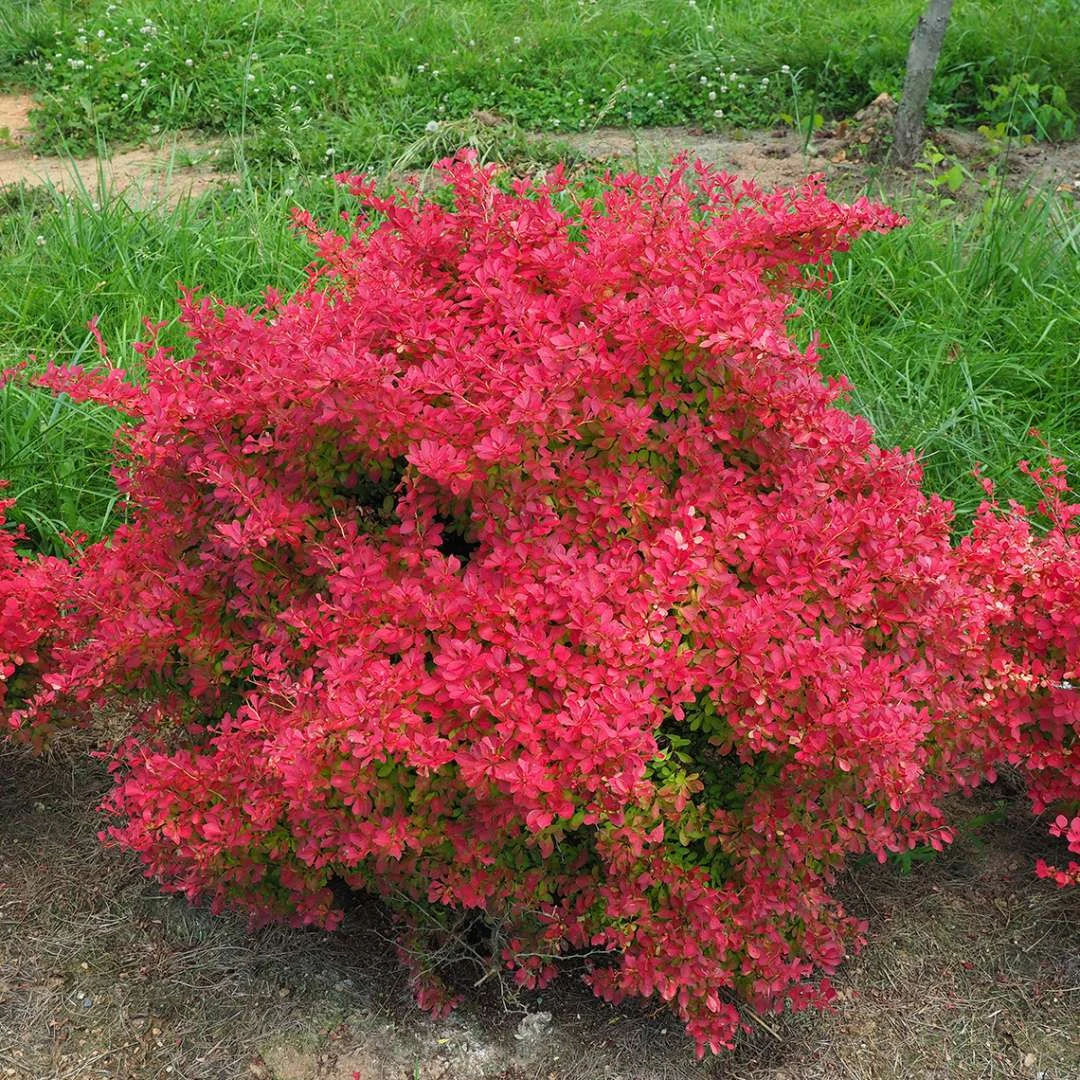 SUNJOY NEO® Barberry - Berberis Thunbergii - Proven Winners - 4" Pot - Image 3