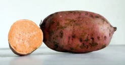 Beauregard Sweet Potato