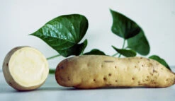 O'Henry Sweet Potato