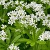 Sweet Woodruff