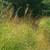 Tall Grass Seed Mix