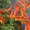CHICKLET® Orange Trumpet Bush - Tecoma Fulva - Proven Winners - 4" Pot