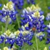 Texas Bluebonnet Seeds