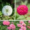Tickled Pink Zinnia Seed Mix