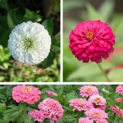 Tickled Pink Zinnia Seed Mix