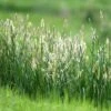 Timothy Grass Seeds