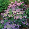 TUFF STUFF TOP FUN™ - Mountain Hydrangea - Hydrangea Serrata - 4" Pot