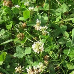 Cattle Grazing Seed Mix