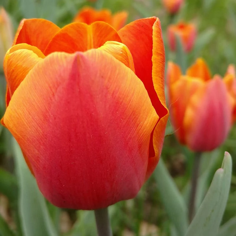 Warm Glow Tulip Bulb Collection - Image 4