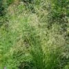 Tufted Hair Grass