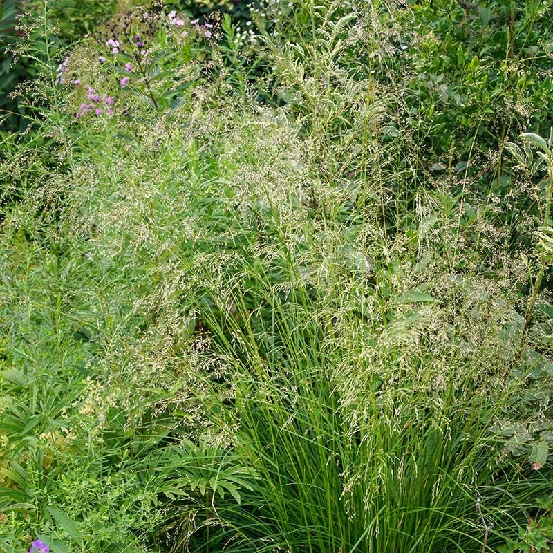 Tufted Hair Grass - Image 5