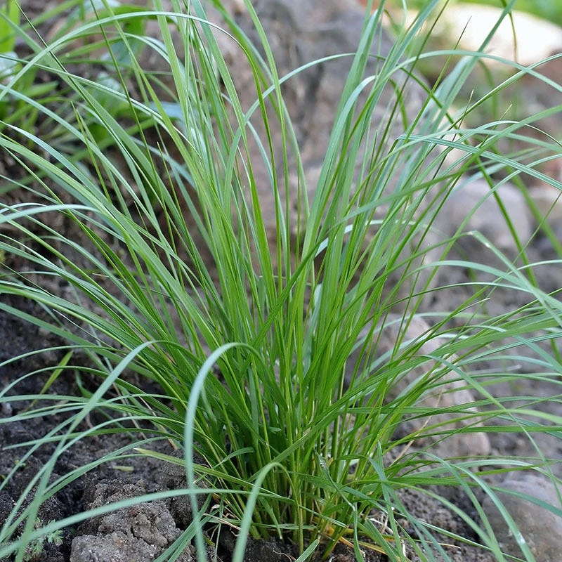 Tufted Hair Grass - Image 3