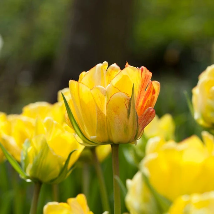 Warm Glow Tulip Bulb Collection - Image 3