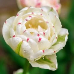 Danceline Double Late Tulip