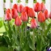 Orange Van Eijk Darwin Tulip