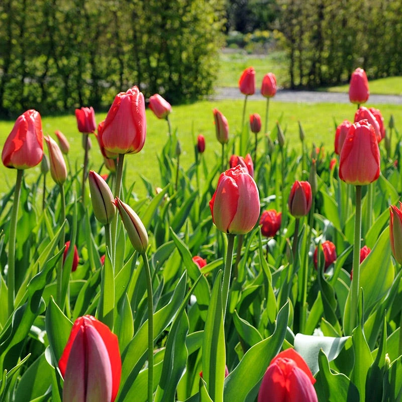 Warm Glow Tulip Bulb Collection - Image 2