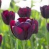 Ronaldo Triumph Tulip